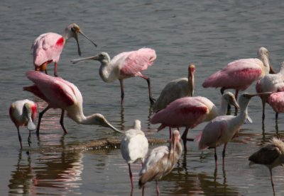 Roseate Spoonbills & White Ibis 2060