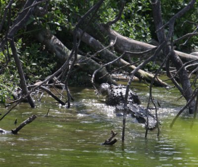 American Alligator eating a turtle 2097