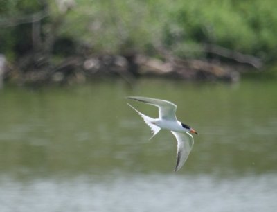 IMG_2229.JPG