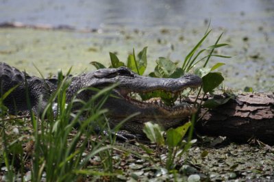 American Alligator 1447