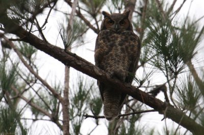 Great Horned Owl 6440