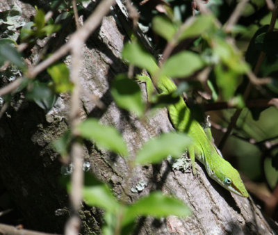 Green Anole 1368