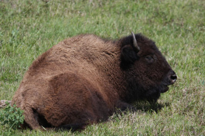 American Bison 1420