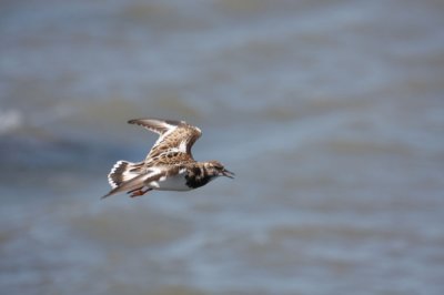 Ruddy Turnstone 0517