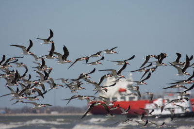Black Skimmers 0864