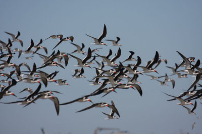 Black Skimmers 0866