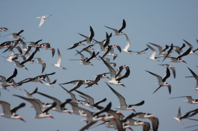 Black Skimmers 0868