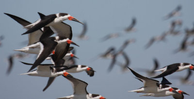 Black Skimmers 0870