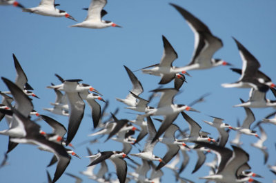 Black Skimmers 0875