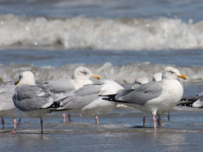 Herring Gulls 0915