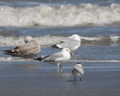 Ring-billed Gull 0924