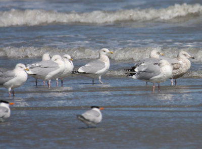 Herring Gulls 0932