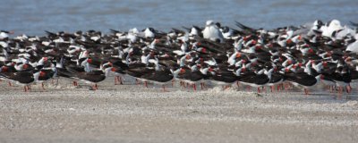 Black Skimmers 1071