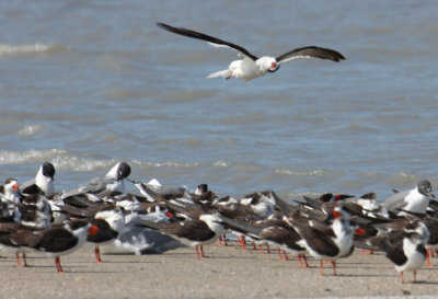 Black Skimmers 1075