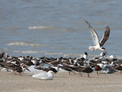 Black Skimmers 1076