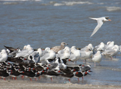 Royal Tern 1092