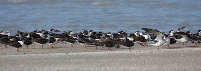 Black Skimmers 1128