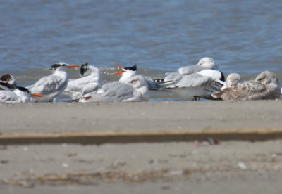 Royal Terns 1181