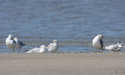 Ring-billed Gull 1194