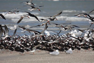 Black Skimmers 1202
