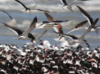 Black Skimmers 1205