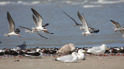 Black Skimmers 1208