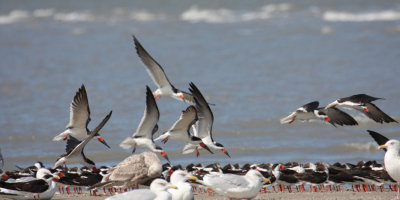 Black Skimmers 1209