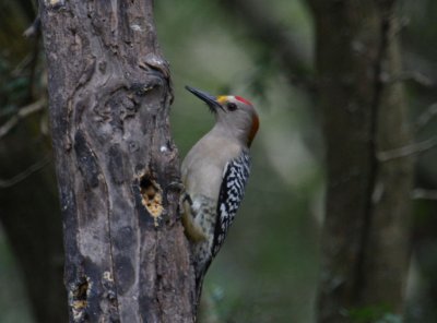 Golden-fronted Woodpecker 0032