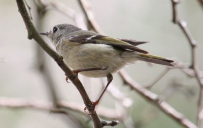 Ruby-crowned Kinglet 0072