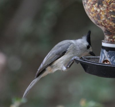 Black-crested Titmouse 0074