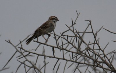 Lark Sparrow 9877