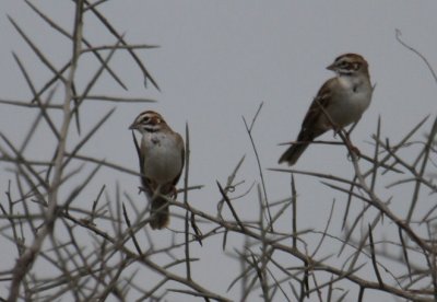 Lark Sparrows 9892