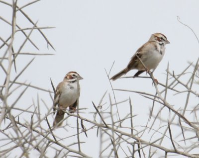 Lark Sparrows 9901
