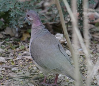 White-tipped Dove 9929