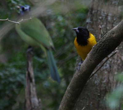 Audubon's Oriole 9978