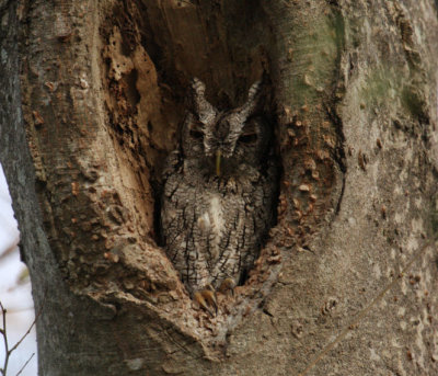 Eastern Screech-Owl 8792