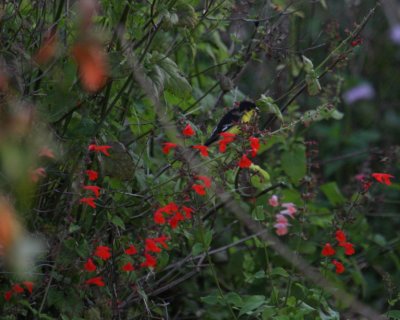 Lesser Goldfinch 8818