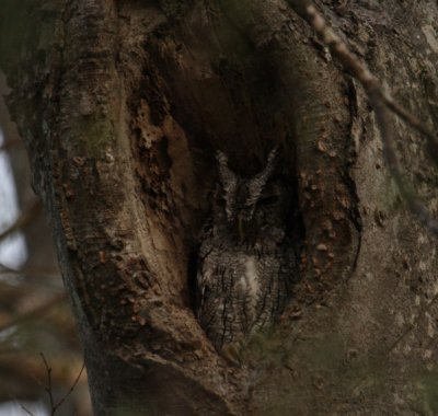 Eastern Screech-Owl 8851