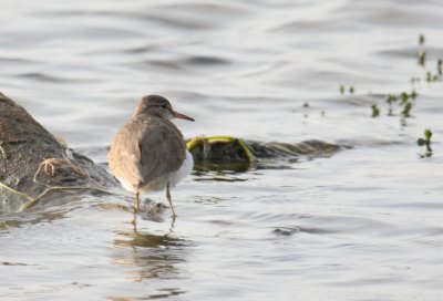 Spotted Sandpiper 8871