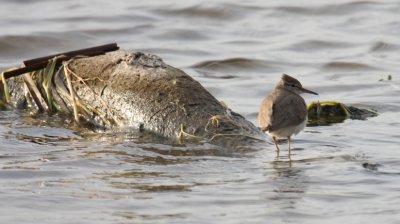 Spotted Sandpiper 8883