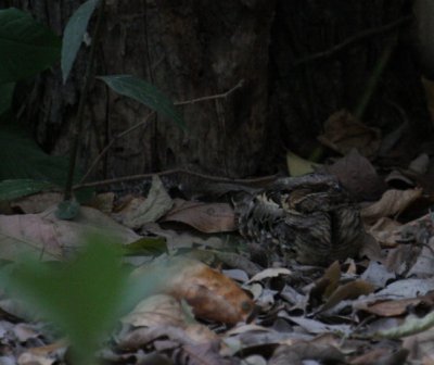 Common Pauraque 8906