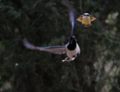 Great Kiskadee 8960