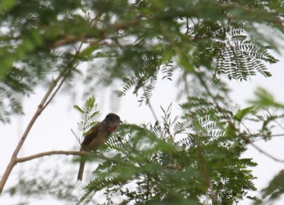 Rose-throated Becard 8973
