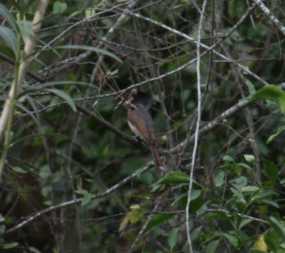 Rose-throated Becard 9016