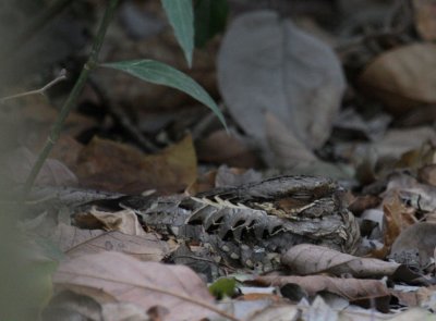 Common Pauraque 9051