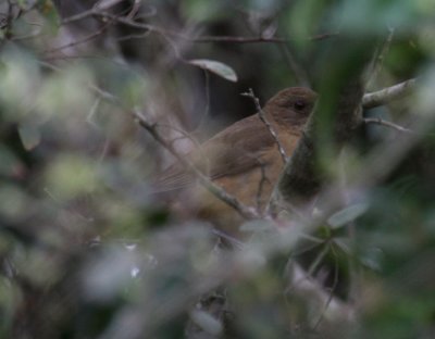 Clay-colored Thrush 9069