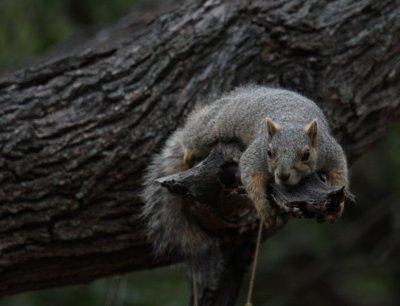 Fox Squirrel 9088