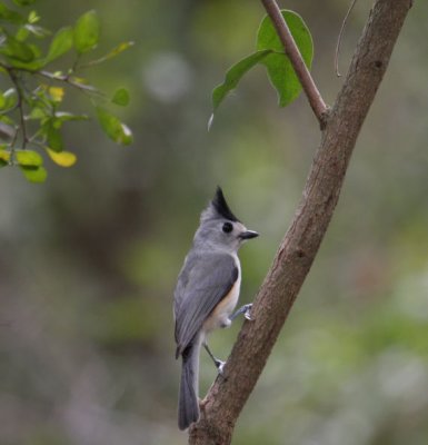Black-crested Titmouse 9094
