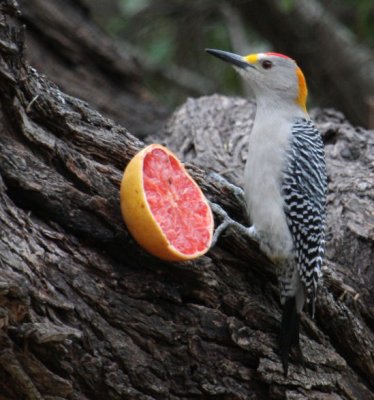 Golden-fronted Woodpecker 9188