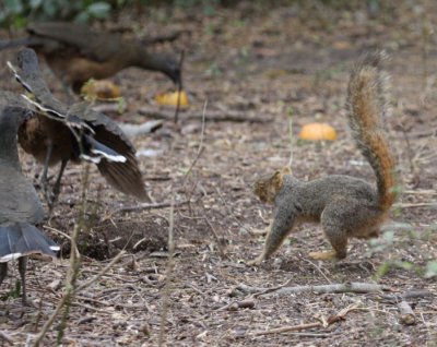 Fox Squirrel vs Plain Chachalacas 9200